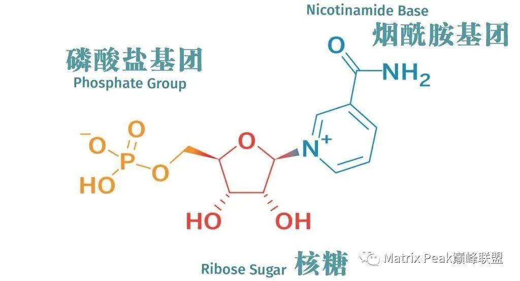 NMN、NR和NAD+之间的差异与关联!插图1 NMN、NR和NAD+之间的差异与关联!插图1