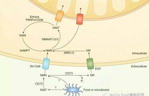 关于NMN与NR，是如何作用于人体的！缩略图