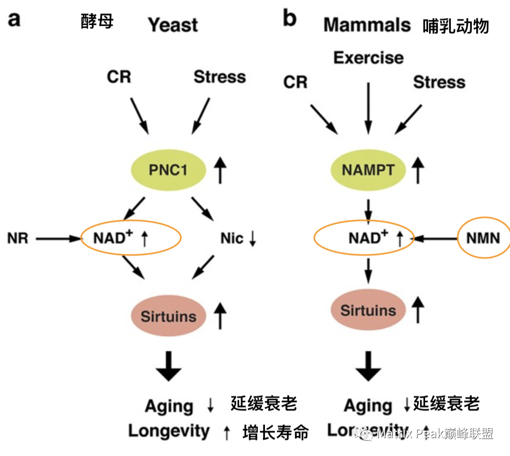 NMN 与长寿蛋白Sirtuin的关系！插图1