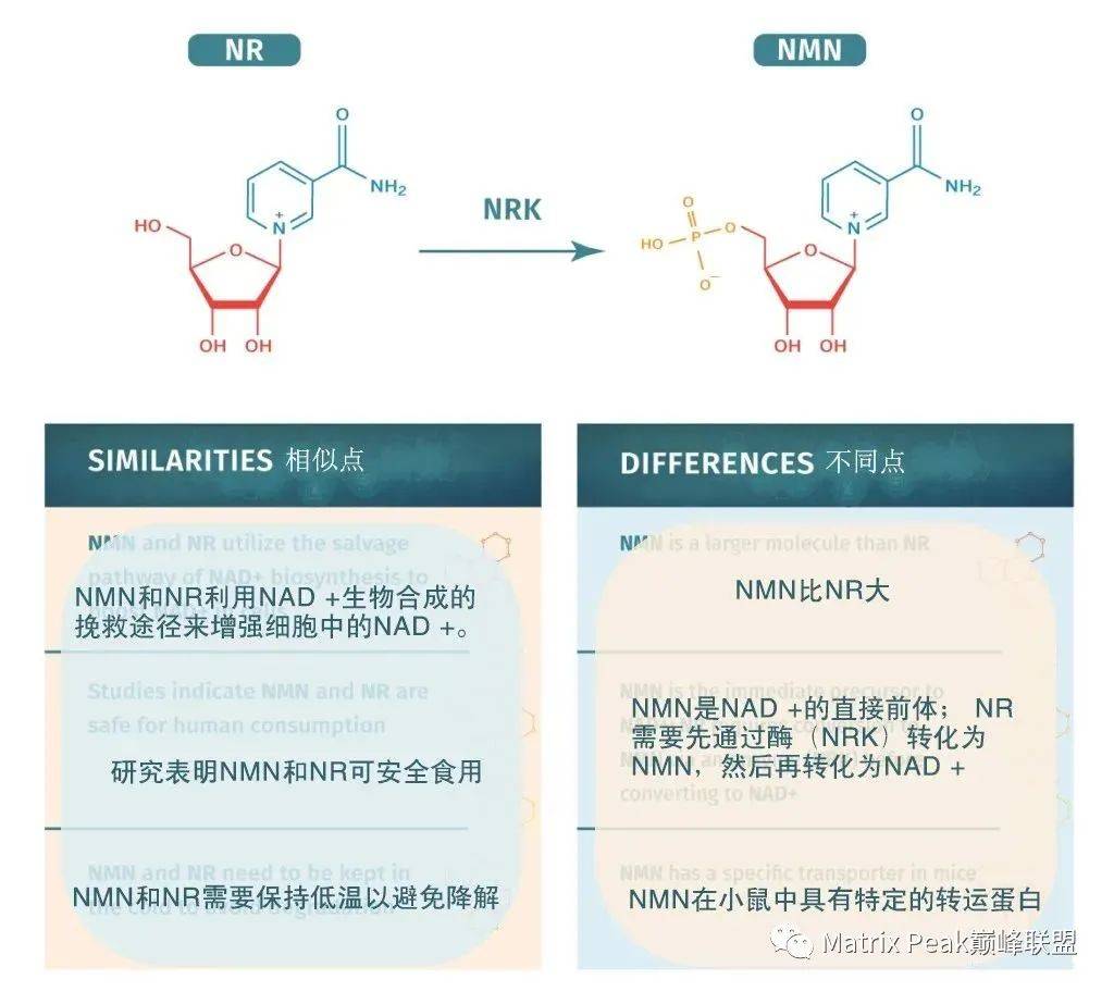 NMN与NR：这两种NAD+前体之间的差异插图2