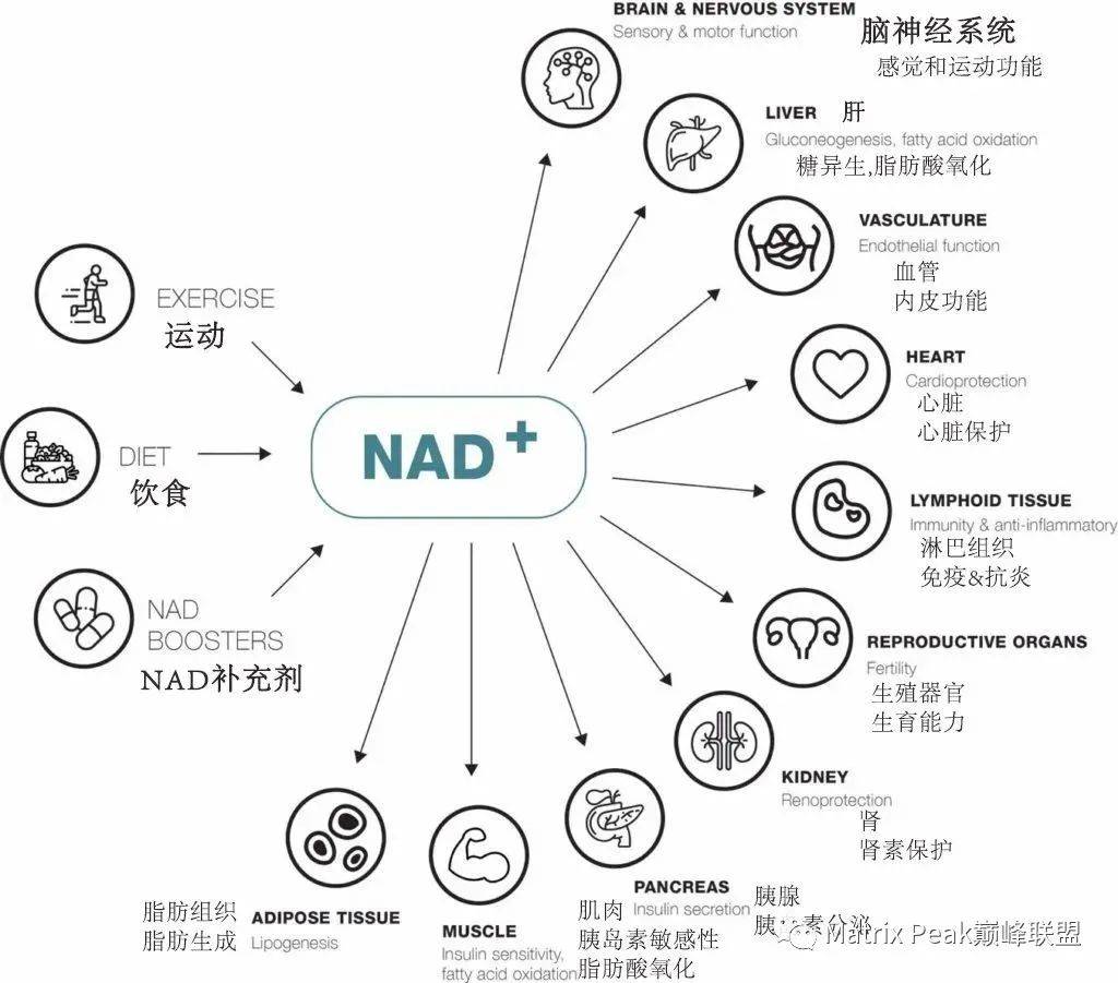 NMN与NR:这两种NAD+前体之间的差异插图1 NMN与NR:这两种NAD+前体之间的差异插图1