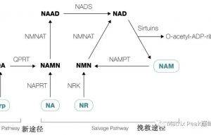 NMN与NR：这两种NAD+前体之间的差异缩略图