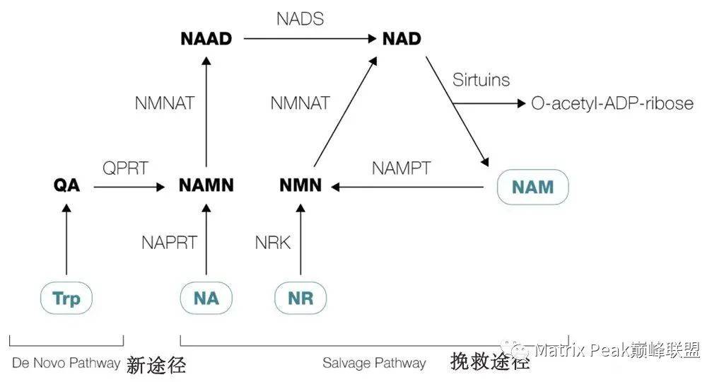 NMN与NR:这两种NAD+前体之间的差异插图 NMN与NR:这两种NAD+前体之间的差异插图