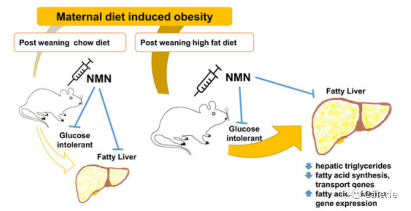 研究表明NMN是一种可对抗肥胖流行病的潜在方法插图1